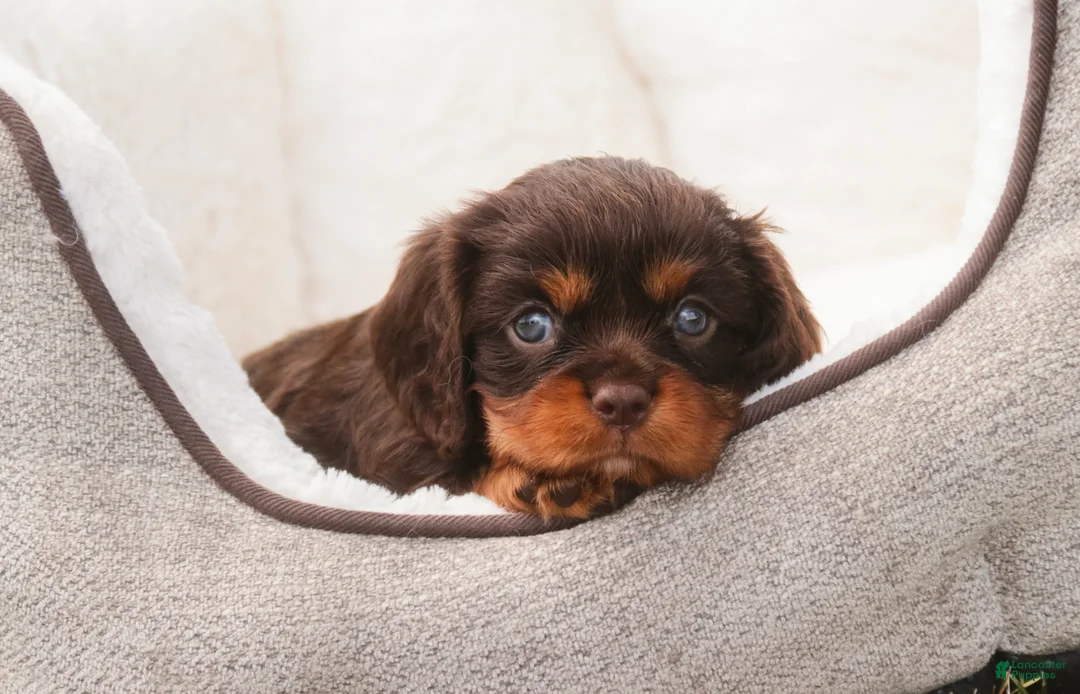 Cavalier King Charles Spaniel dogs for sale: Penelope Cavalier King Charles Spaniel  - Ad 2