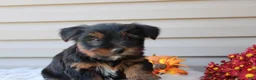 Yorkshire Terrier dogs for sale: Rambo - Ad 4
