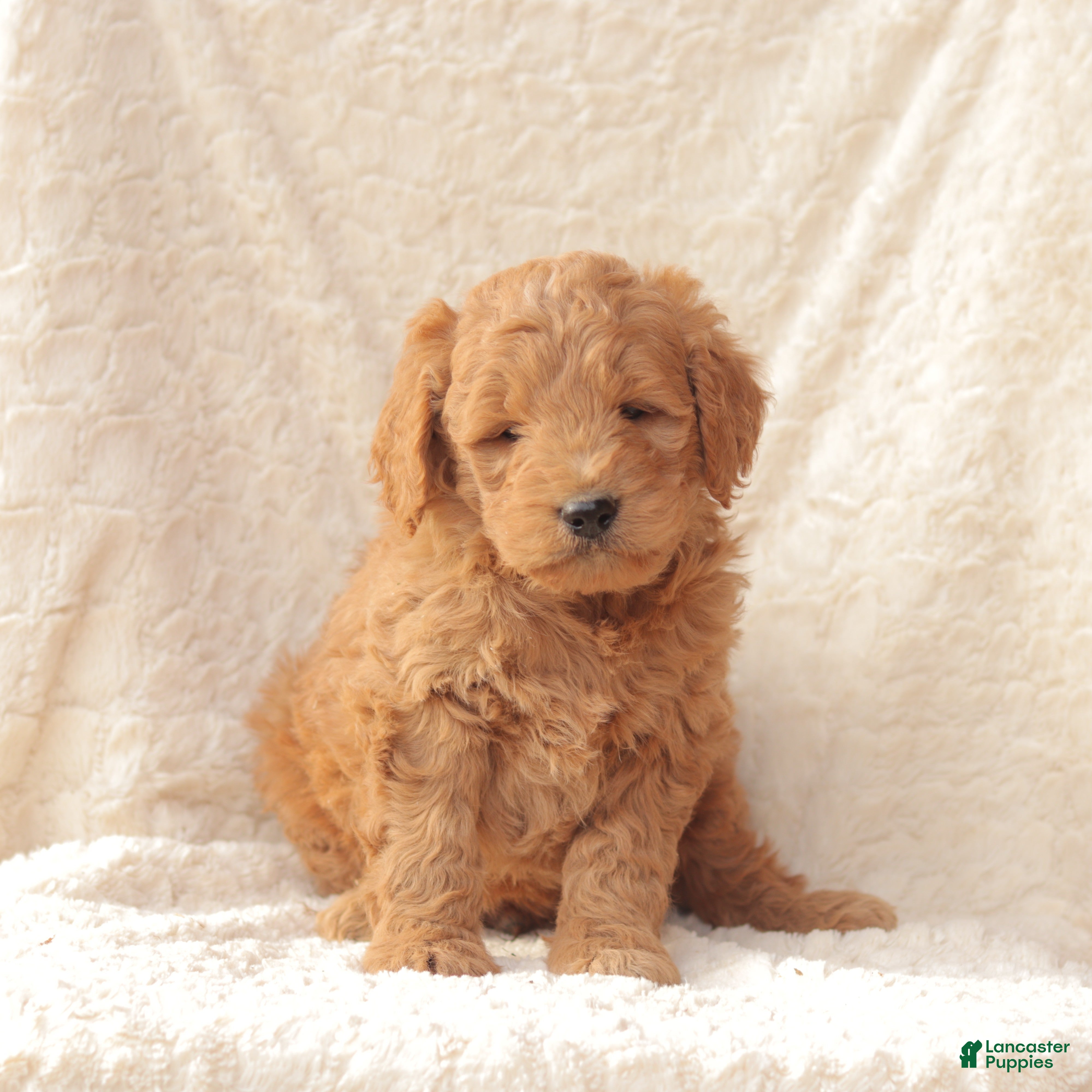 Mini Goldendoodle dogs Rusty - Ad 34