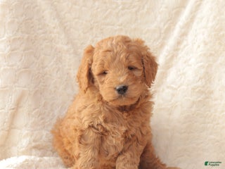 Mini Goldendoodle dogs for sale: Rusty - Ad 3