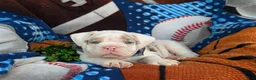 English Bulldog dogs for sale: Dunmore - Ad 9