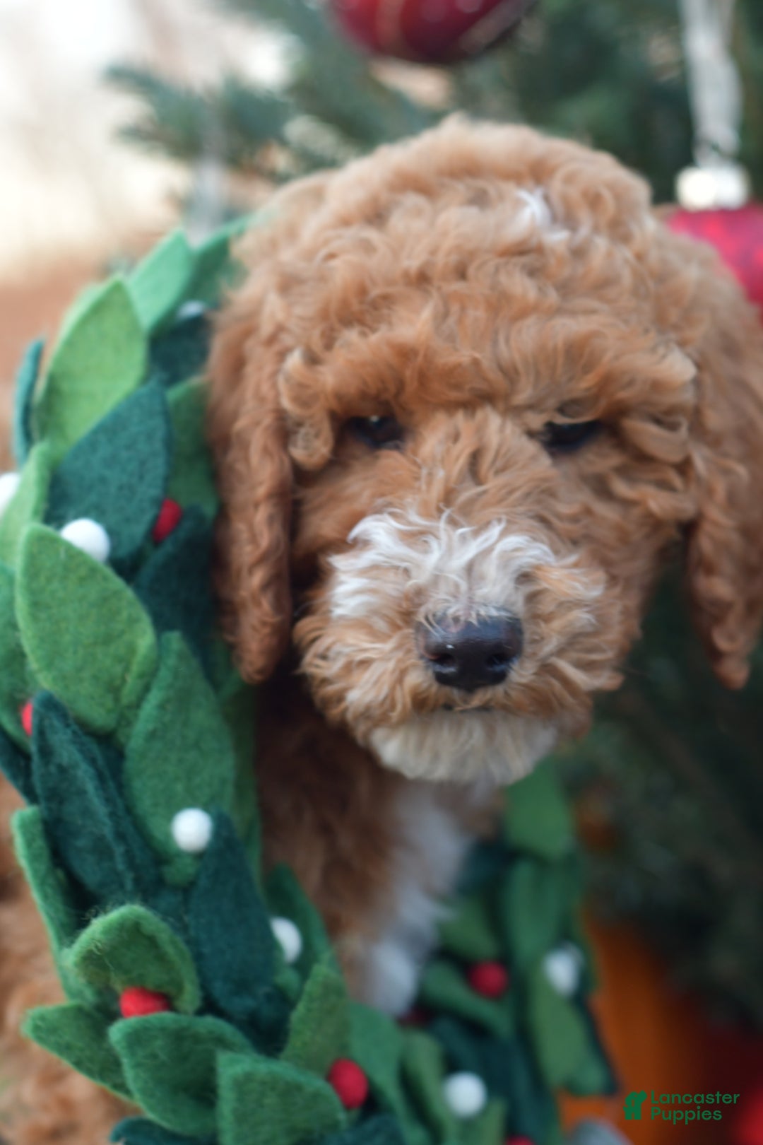 Standard Poodle dogs for sale: Candy - Ad 20