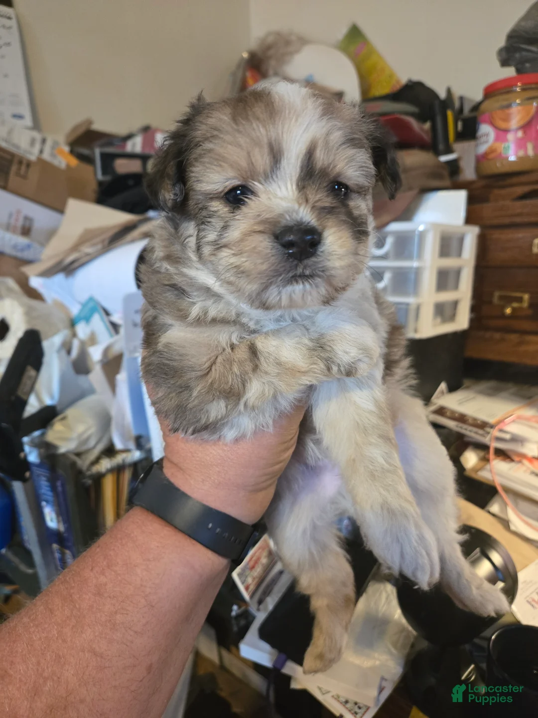 Pomapoo dogs for sale: Pomapoo Puppy 2 - Ad 1