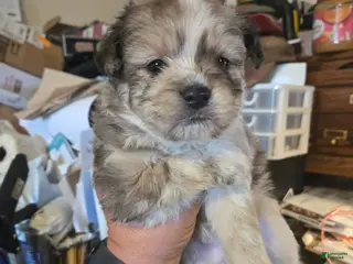 Pomapoo dogs Pomapoo Puppy 2 - Ad 19