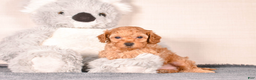 Cavapoo dogs for sale: Sam - Ad 2