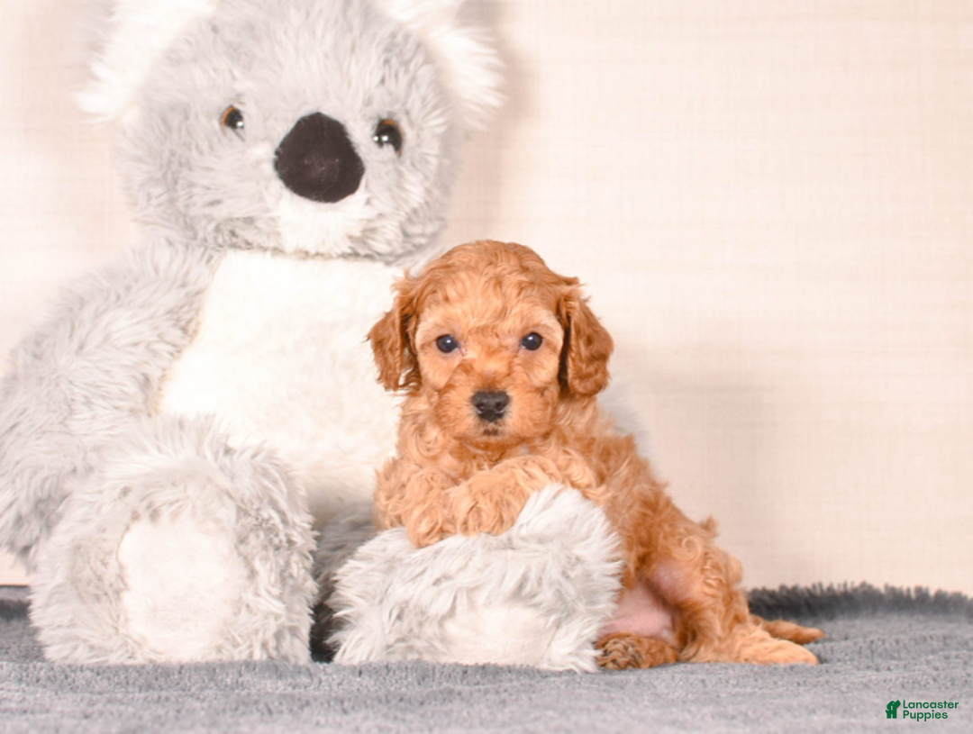 Cavapoo dogs for sale: Sam - Ad 2