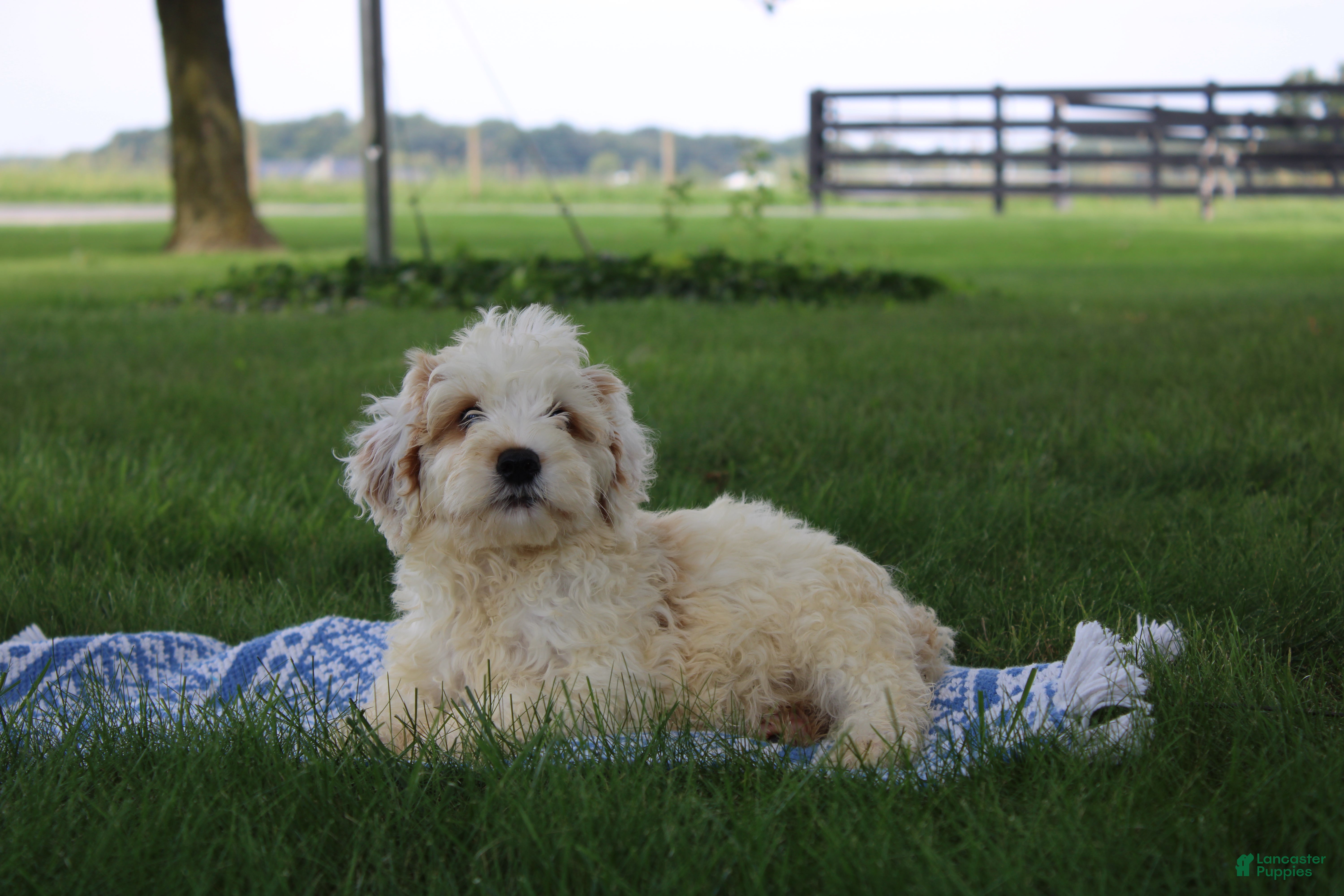 Mini Goldendoodle dogs Vlad - Ad 1