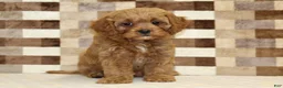 Cavapoo dogs for sale: Dylan - Ad 3