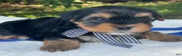 Yorkshire Terrier dogs for sale:  Royal - Ad 7