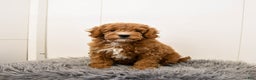 Cavapoo dogs for sale: Teddy - Ad 2