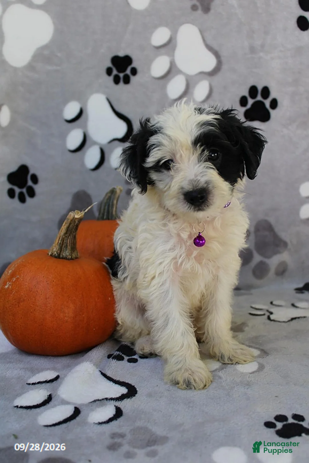 Yorkiepoo dogs for sale: Sky - Ad 1