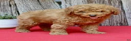 Miniature Poodle dogs for sale: Baxter - Ad 3