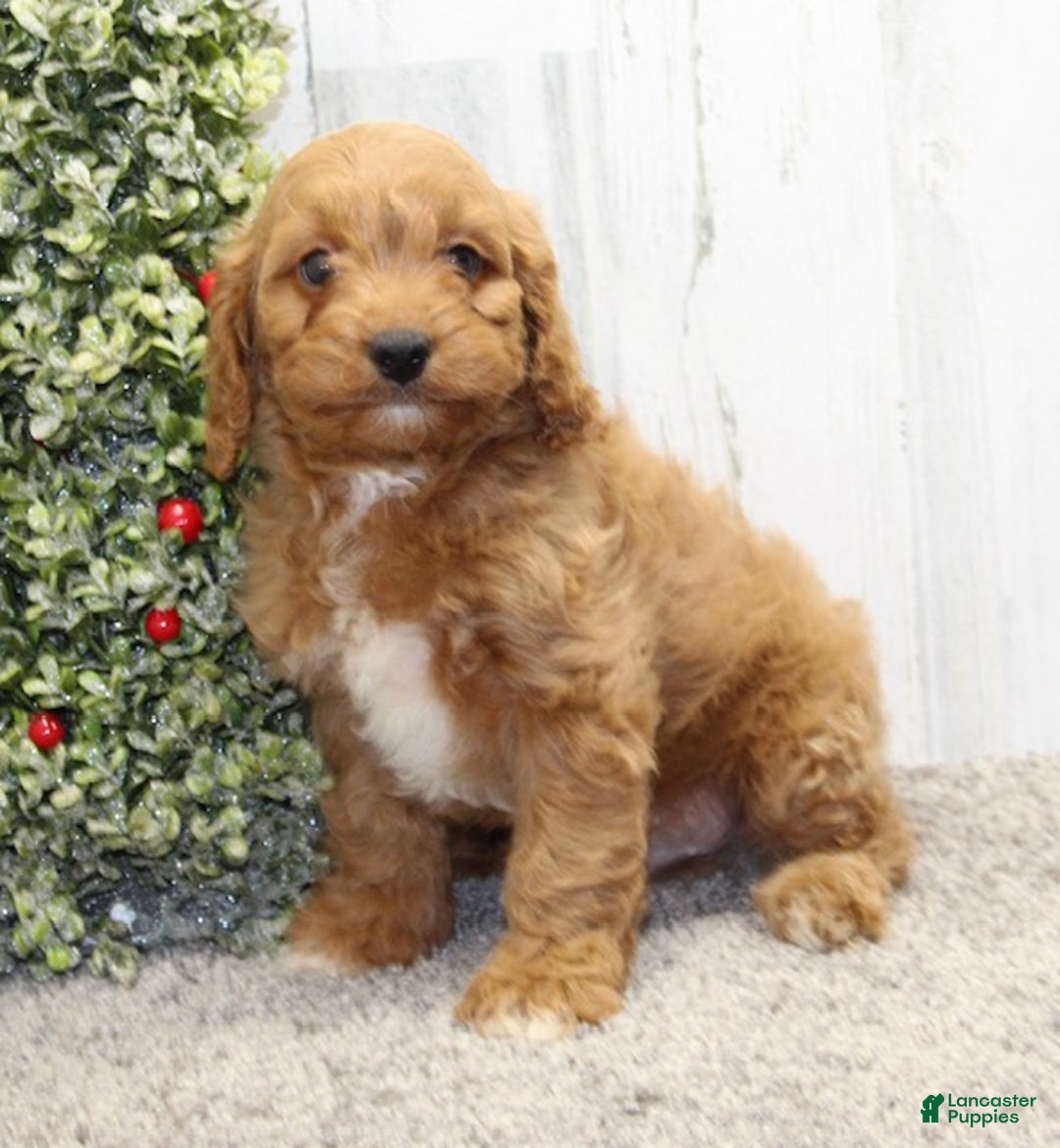 Cavapoo dogs for sale: Charlie - Ad 5