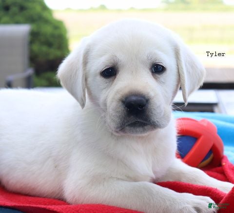 Labrador Retriever dogs Tyler - Champ lines - Ad 2