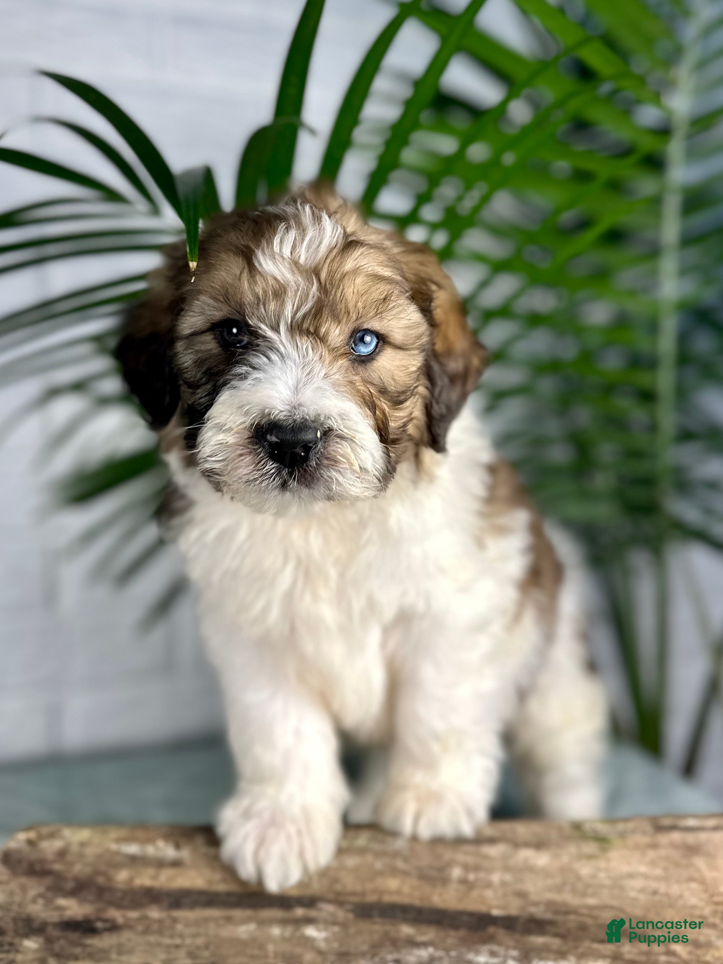 Saint Berdoodles dogs Dax - Ad 1