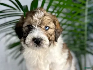 Saint Berdoodles dogs for sale: Dax - Ad 1