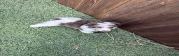 Miniature Poodle dogs for sale: Akc Clear 🧬 Tested Blue Merle  Phantom Parti- Bb - Ad 11