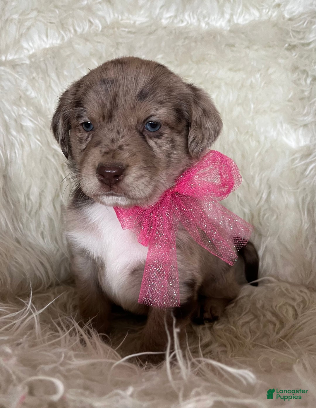 Mixed Breed dogs for sale: Hazel - Ad 2