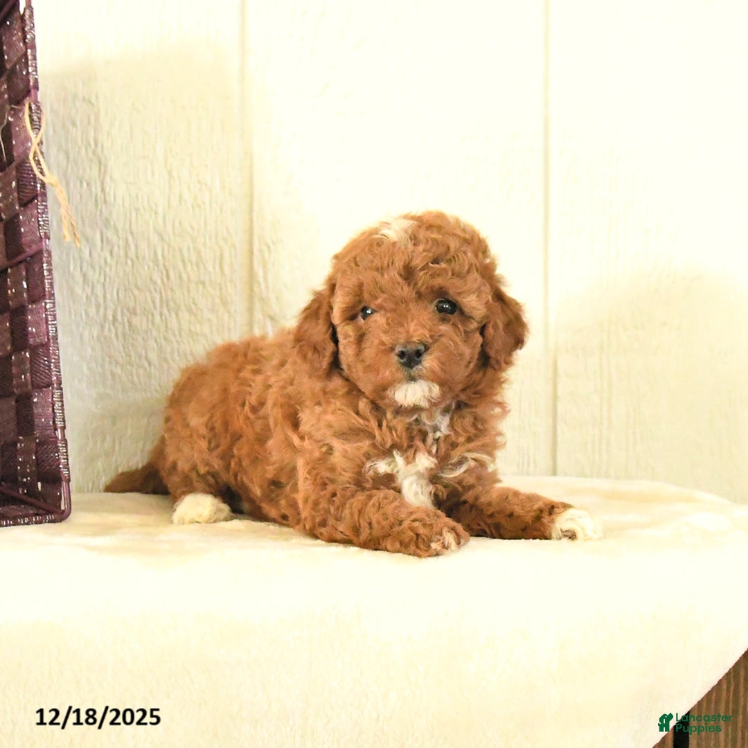 Toy Poodle dogs for sale: Belle - Ad 5