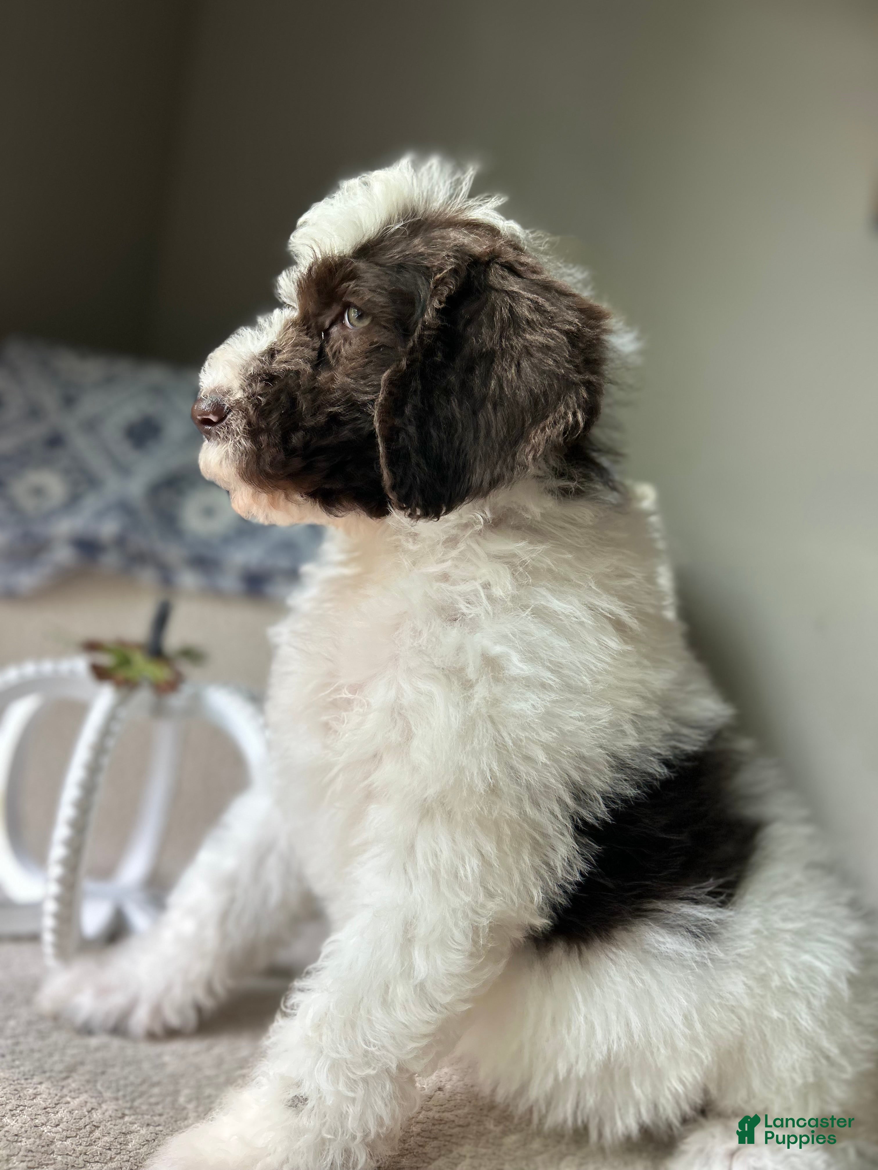 Goldendoodle dogs Goldendoodle Puppy 3 - Ad 34