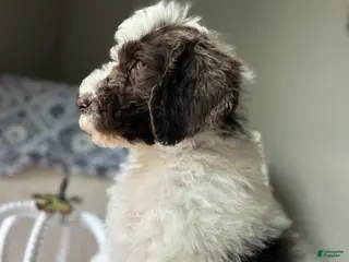 Goldendoodle dogs Goldendoodle Puppy 3 - Ad 40