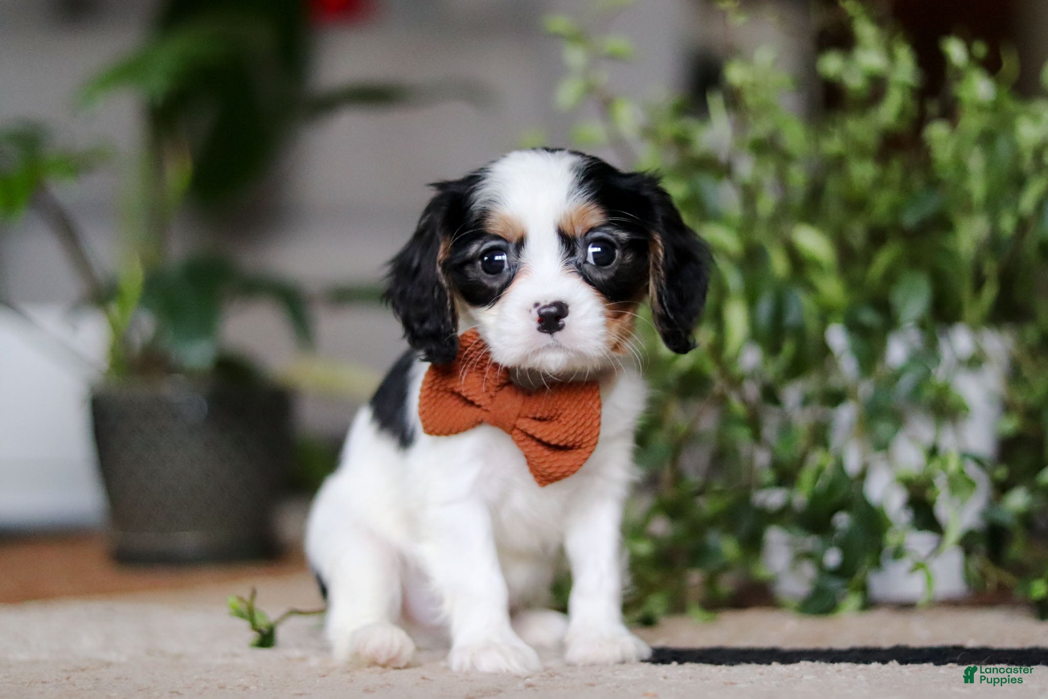 Cavalier King Charles Spaniel dogs Charles - Ad 20