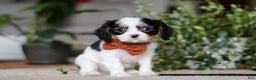 Cavalier King Charles Spaniel dogs for sale: Charles - Ad 1