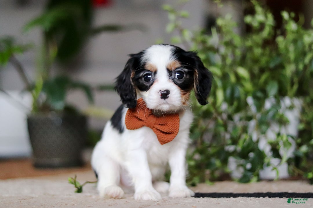 Cavalier King Charles Spaniel dogs for sale: Charles - Ad 1
