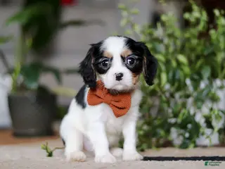 Cavalier King Charles Spaniel dogs Charles - Ad 12
