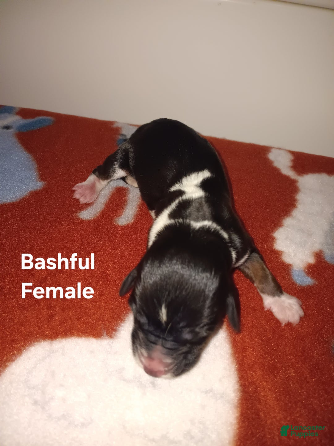 Basset Hound dogs for sale: Bashful - Ad 6