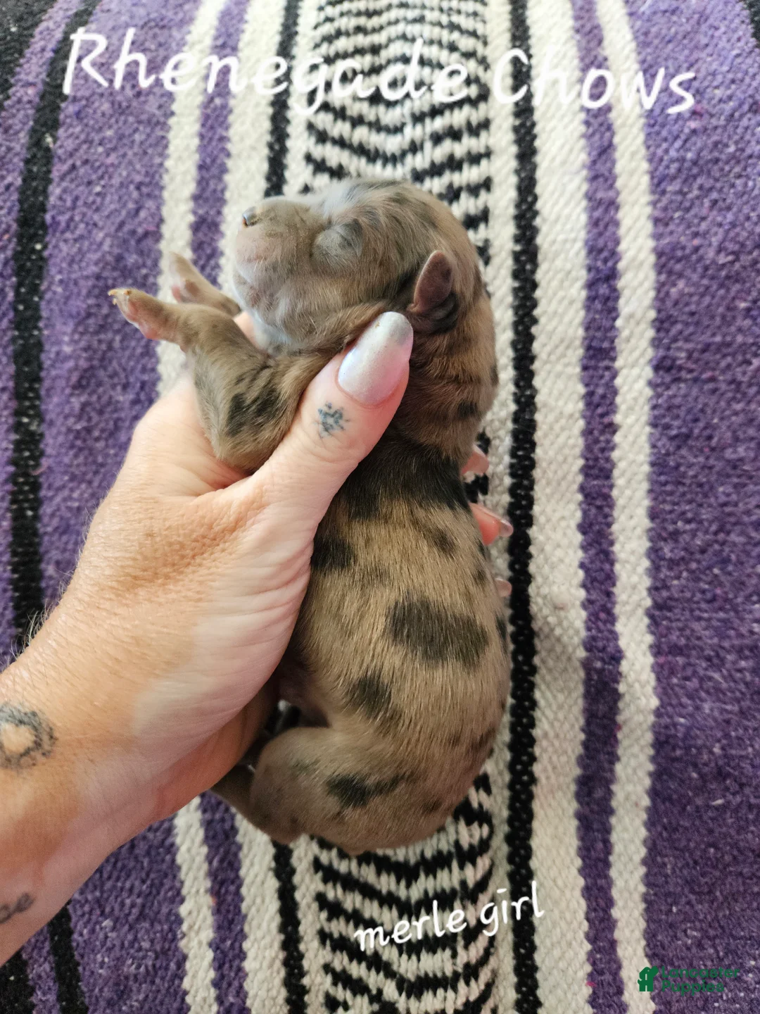 Chow Chow dogs for sale: Merle female - Ad 2