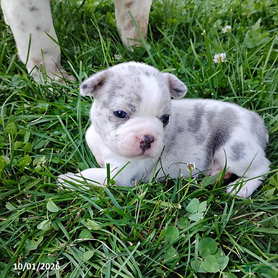 Boston Terrier dogs for sale: Rihanna - Ad 2