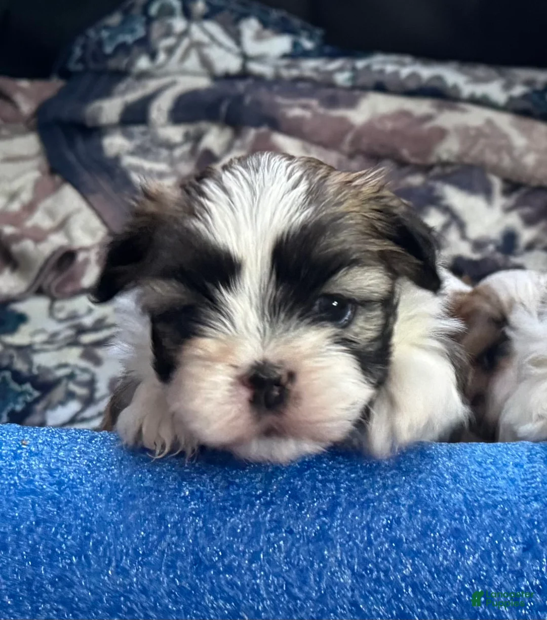 Teddy Bear dogs for sale: Tommy - Ad 1