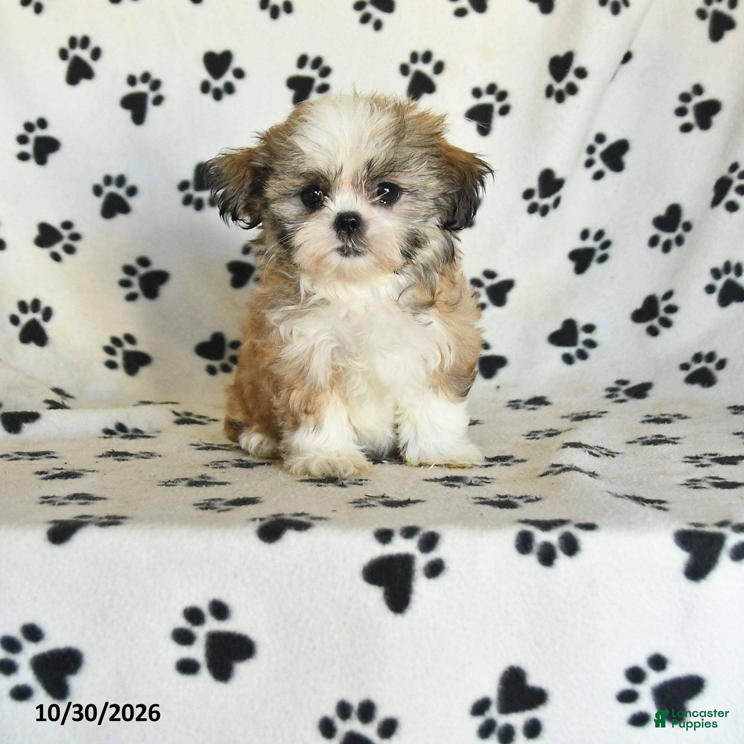 Shih Tzu dogs for sale: Pearl - Ad 1