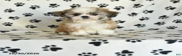 Shih Tzu dogs for sale: Pearl - Ad 1