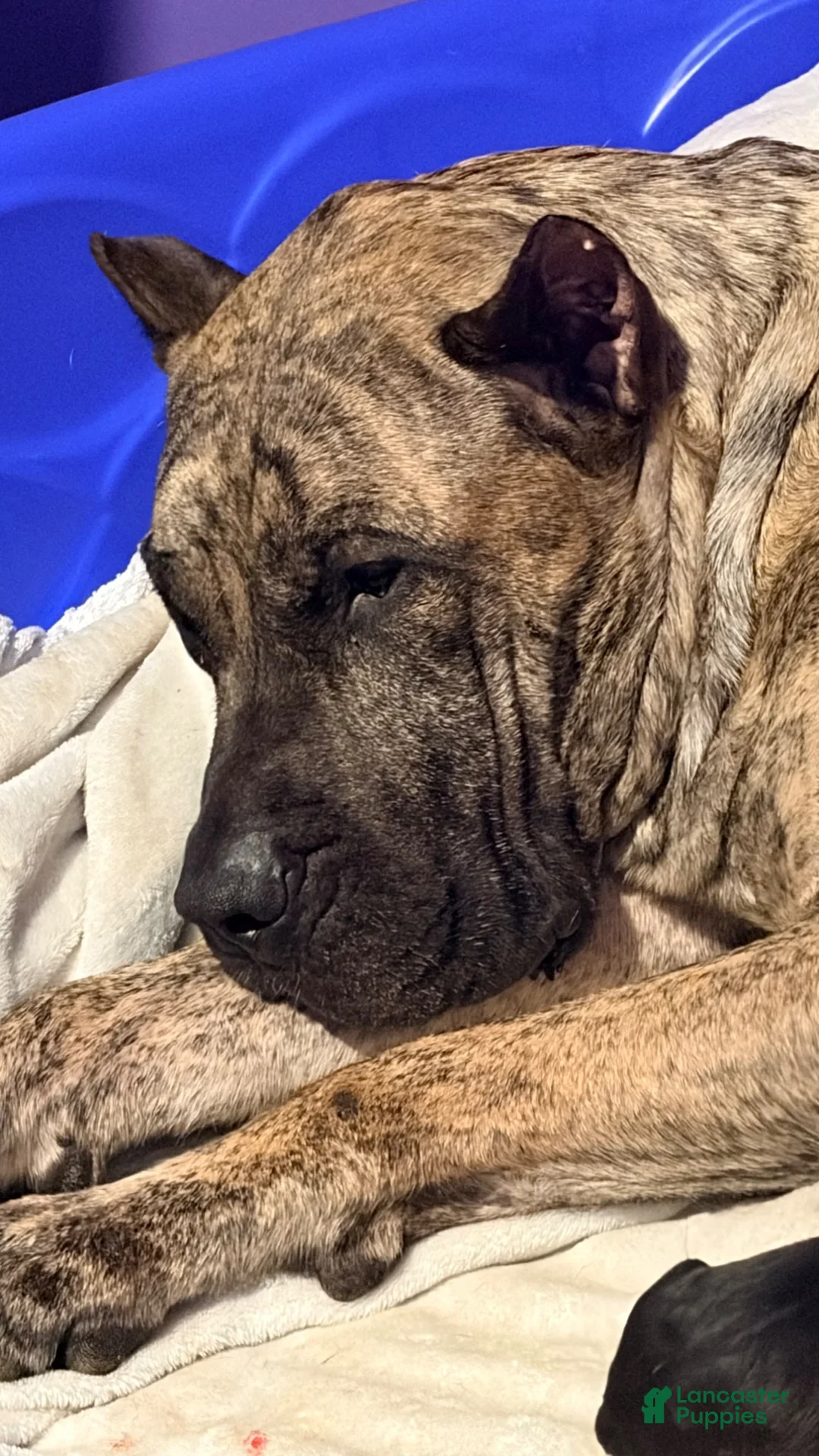 Presa Canario dogs for sale: Presa Canario 3 - Ad 9