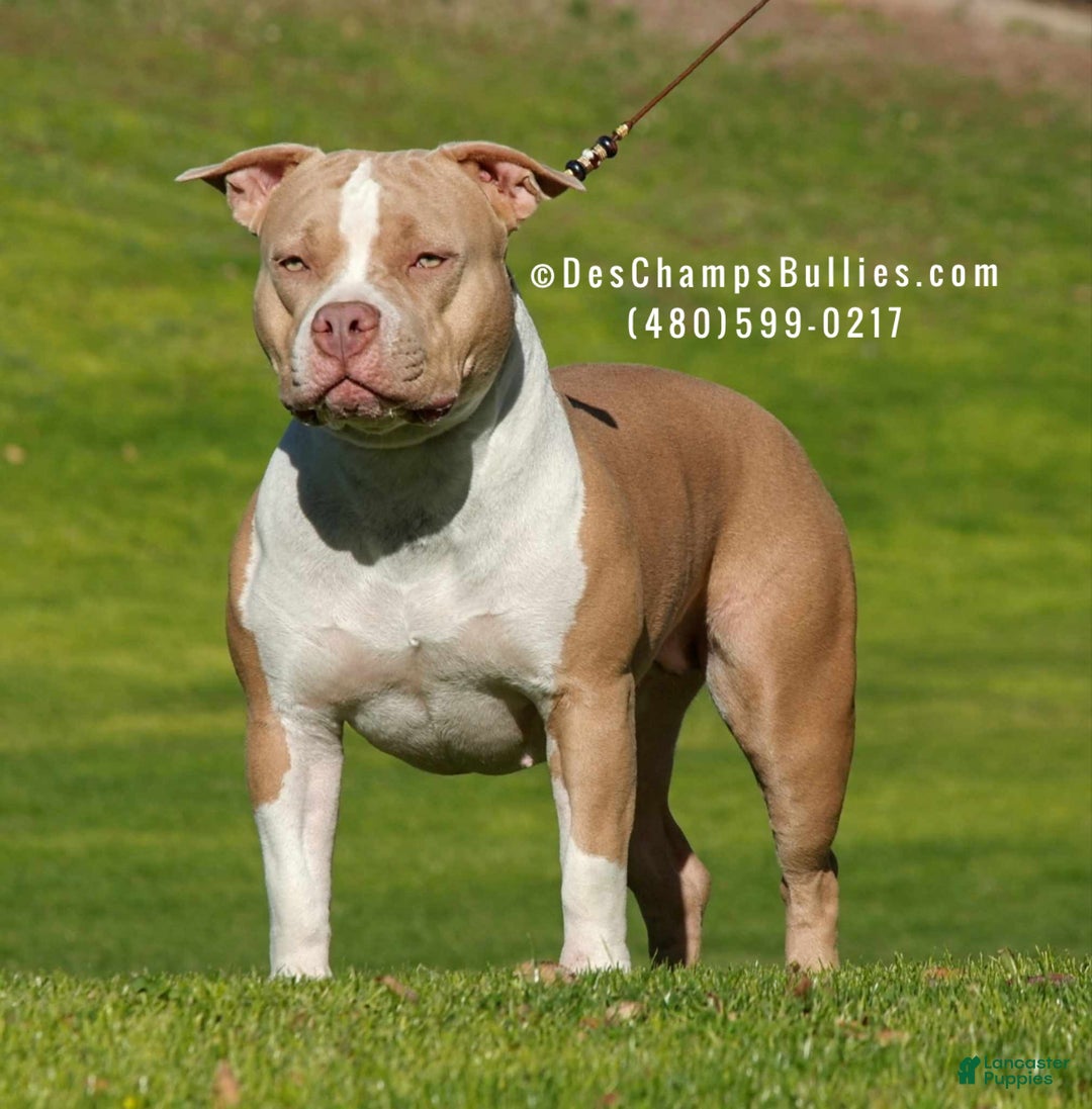 American Bully dogs for sale: American Bully Puppy 2 - Ad 18