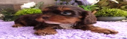 Cavapoo dogs for sale: Roxy's #1 Male - Ad 4