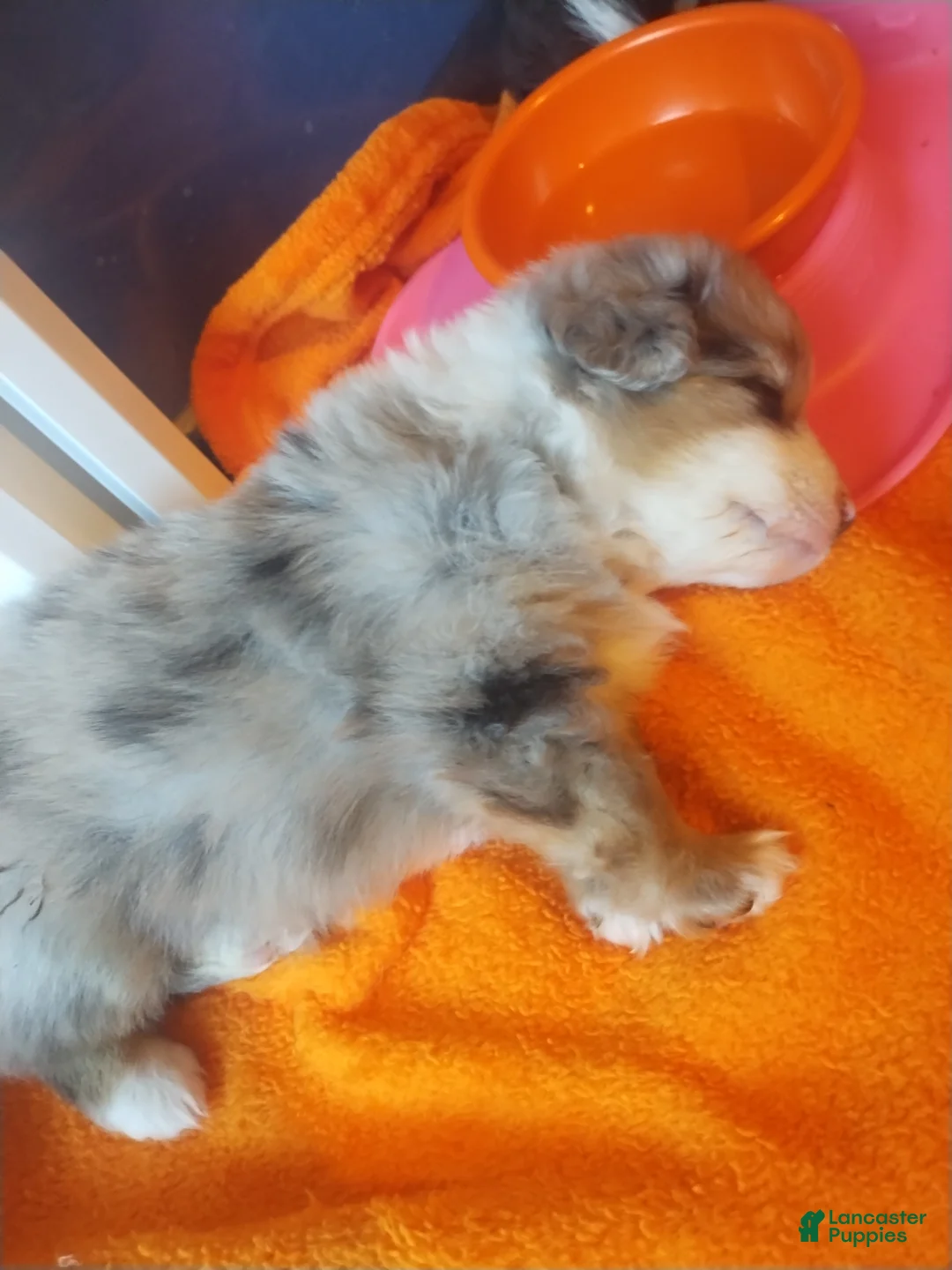 Mixed Breed dogs for sale: Rosie - Ad 2