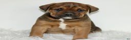 Mixed Breed dogs for sale: Duncan  - Ad 2