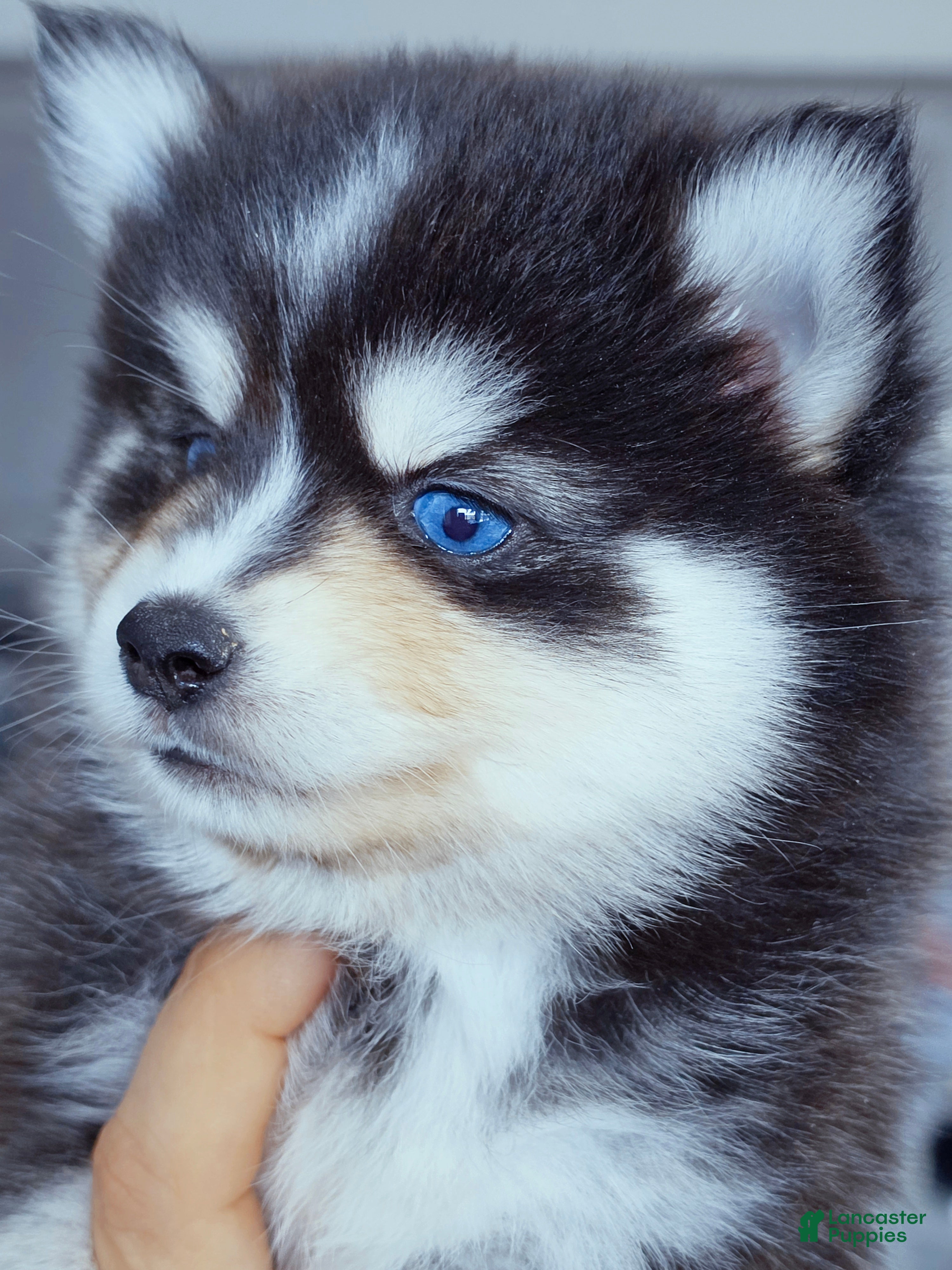 Pomsky dogs Roslyn - Ad 7