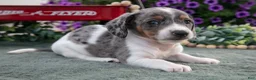Miniature Dachshund dogs for sale: Chester - Ad 3