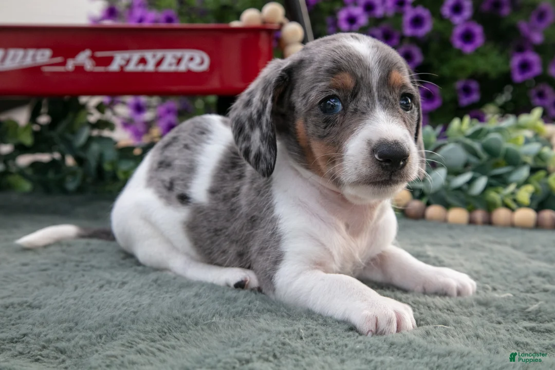 Miniature Dachshund dogs for sale: Chester - Ad 3
