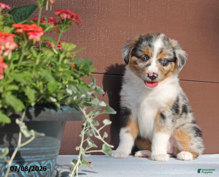 Miniature Australian Shepherd dogs Ashley - Ad 1