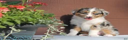 Miniature Australian Shepherd dogs for sale: Ashley - Ad 1