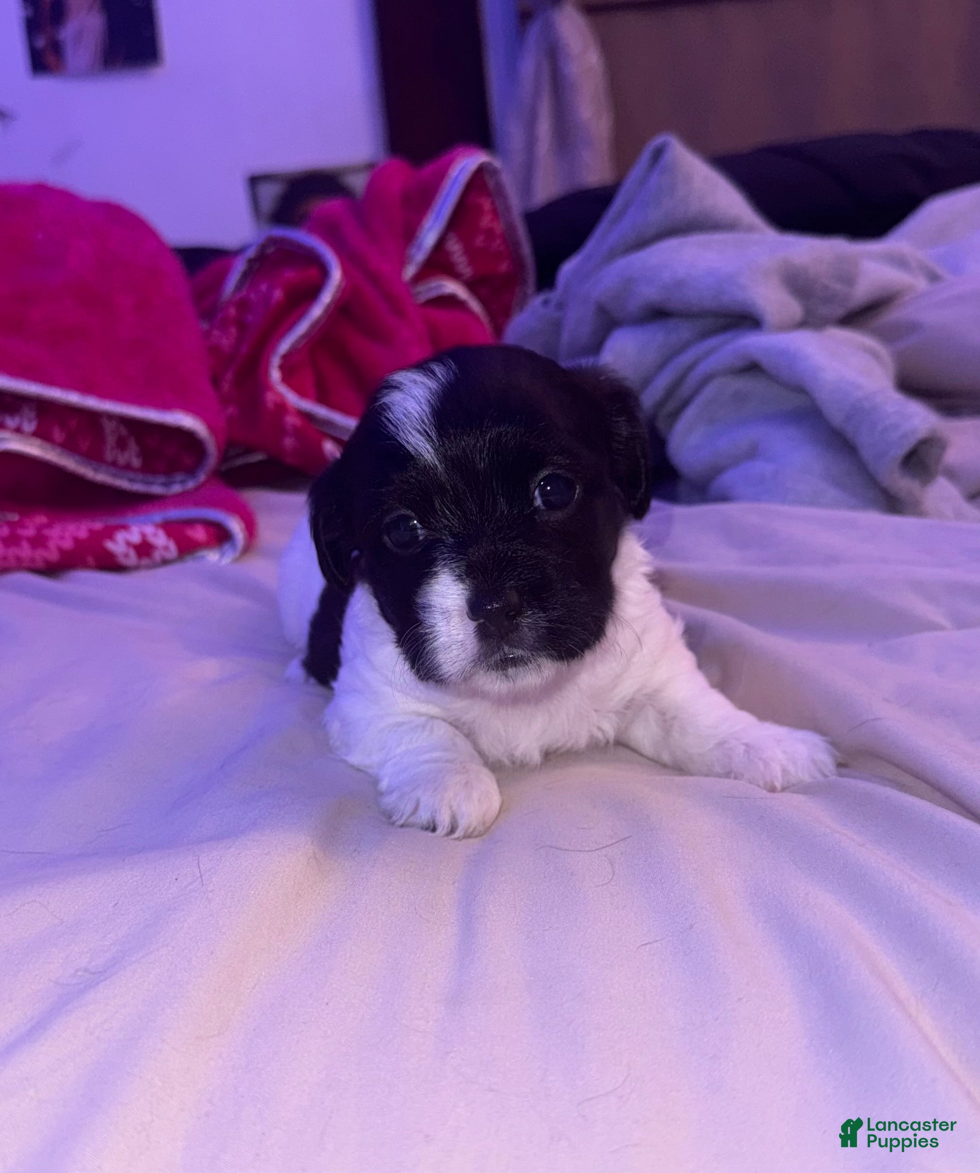 Mixed Breed dogs Mixed Breed Puppy 1 - Ad 29