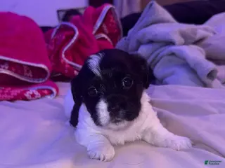 Mixed Breed dogs Mixed Breed Puppy 1 - Ad 29