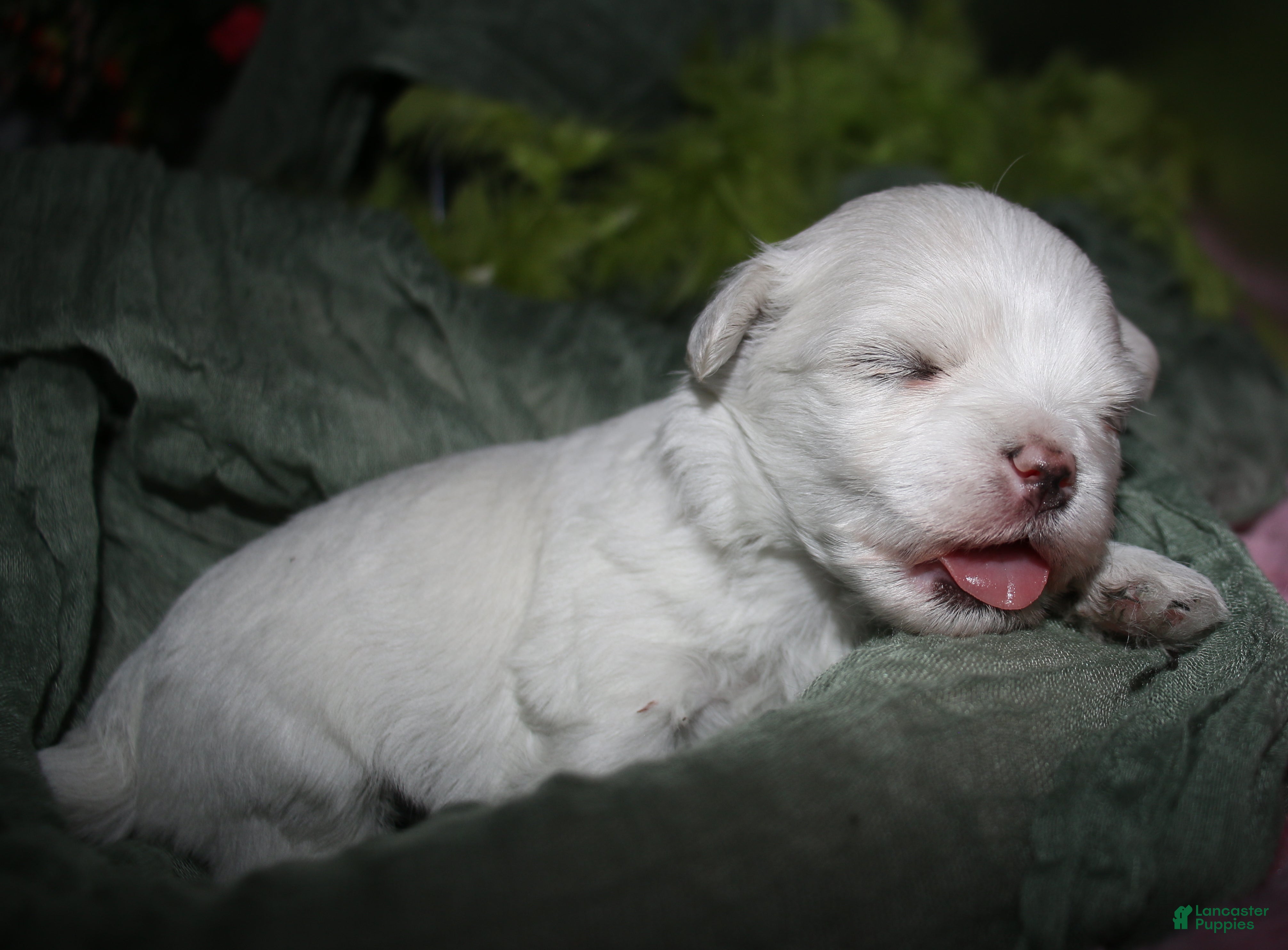 Maltese dogs for sale: Stumpy - Ad 9