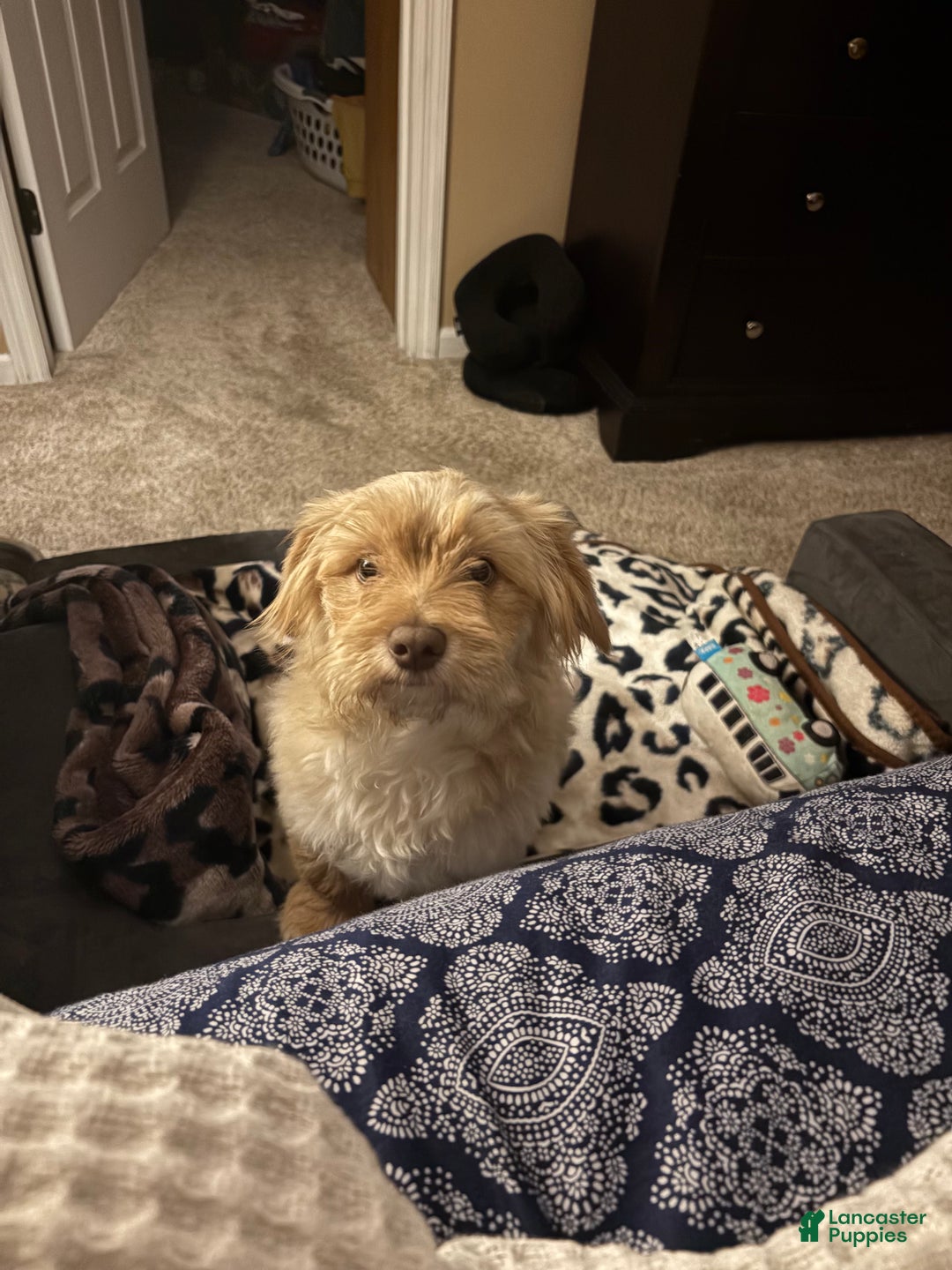 Maltipoo dogs for sale: Mr Rollie - Ad 12