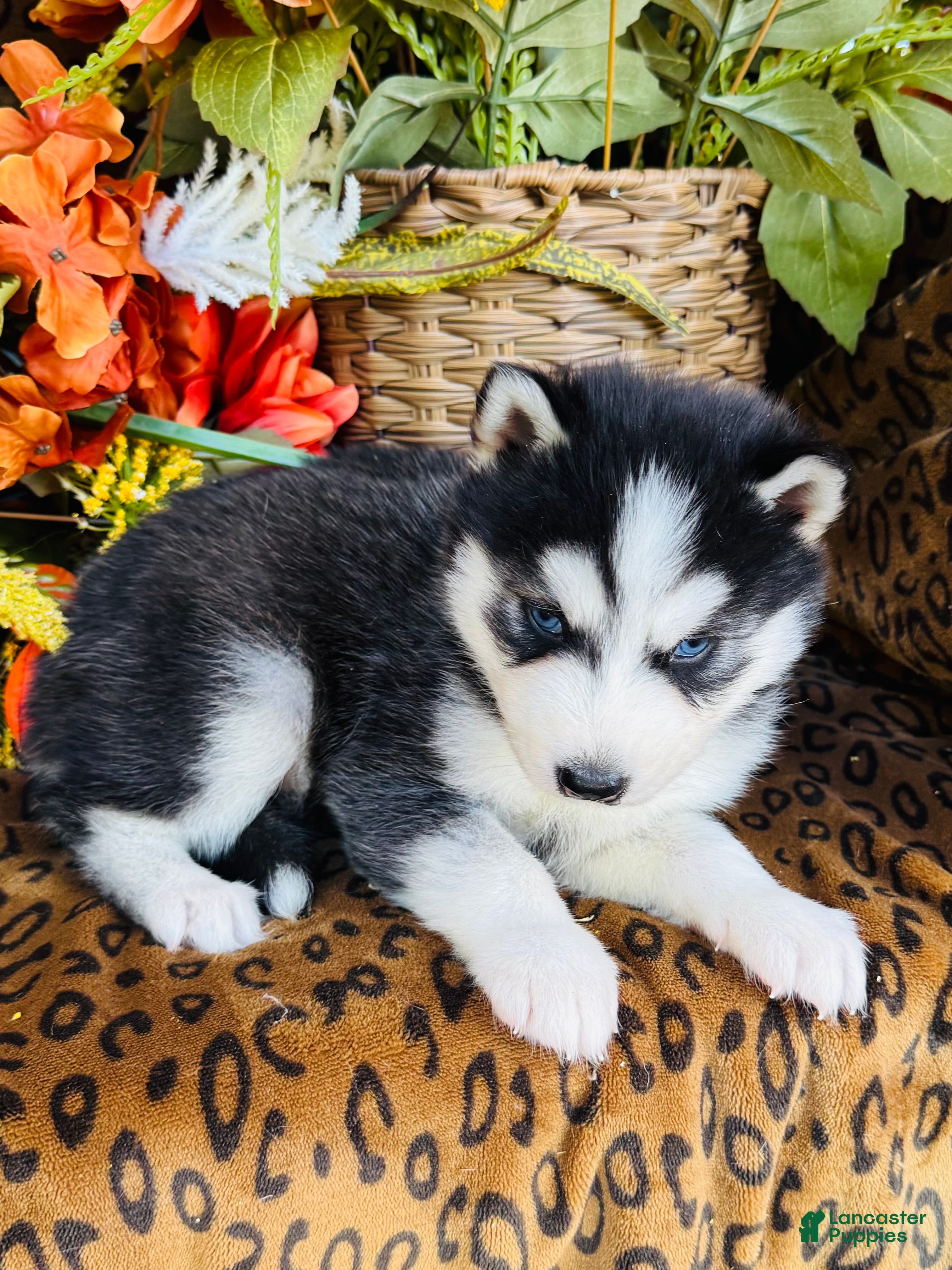Siberian Husky dogs for sale: Valerie - Ad 1